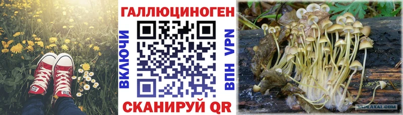 Псилоцибиновые грибы Cubensis  Звенигород 